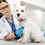 The importance of regular vet checkups