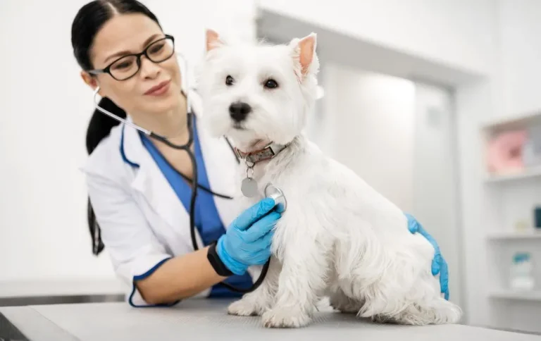 The importance of regular vet checkups